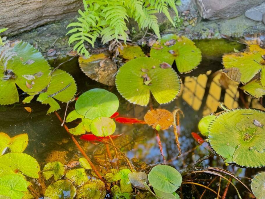Tranquil Japanese-gardens Retreat *
