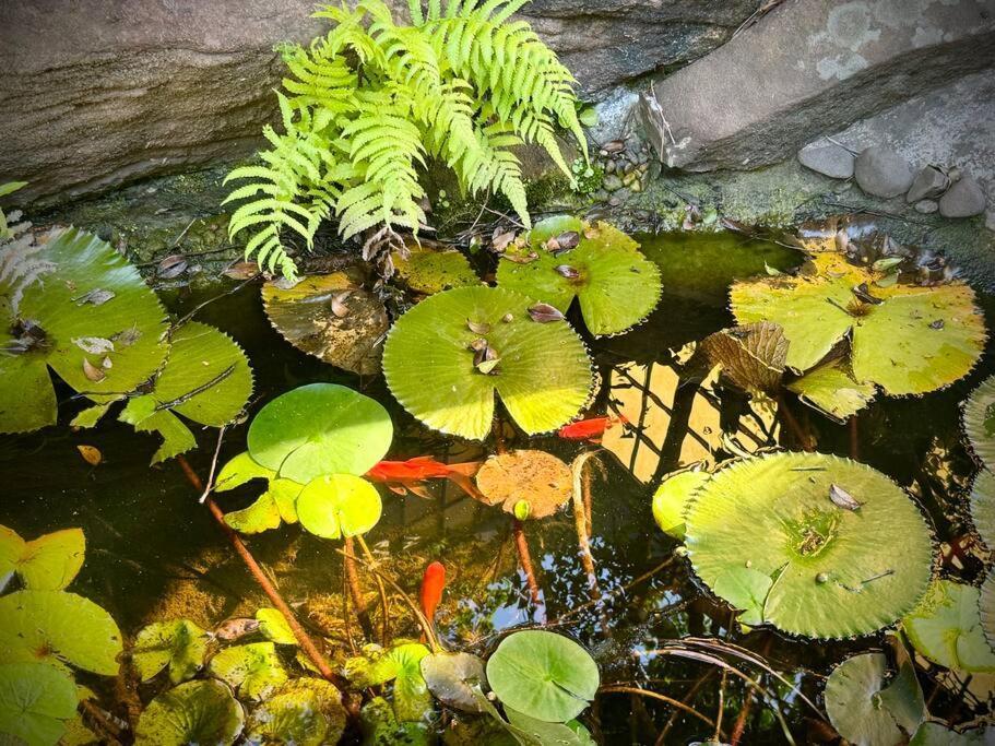 Tranquil Japanese-gardens Retreat Slacks Creek